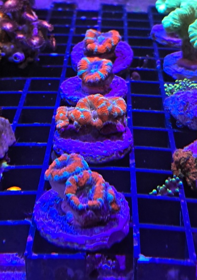 Corais decorativos laranja e azul em bases roxas numa grelha preta