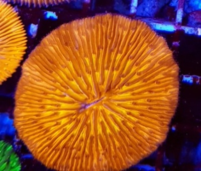 Coral redondo laranja com textura nervurada sobre fundo azul