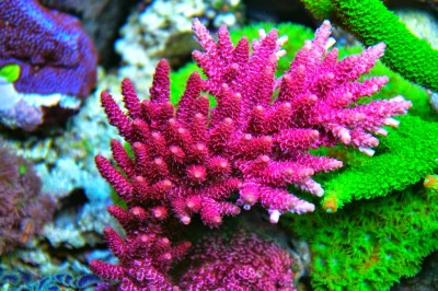 Coral marinho rosa ramificado em ambiente subaquático colorido