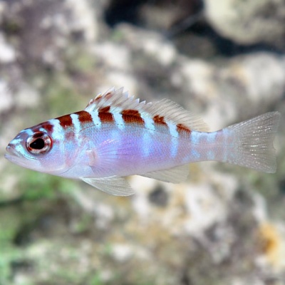 Peixe pequeno azul translúcido com faixas marrons em fundo desfocado