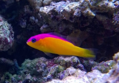 Peixe amarelo e rosa nadando em aquário com rochas e corais