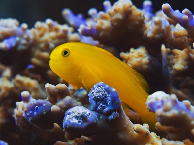 Peixe amarelo sobre coral colorido subaquático