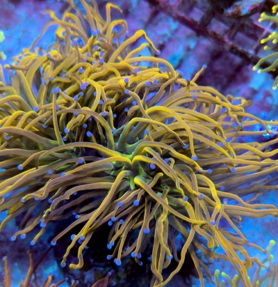 Anémona do mar amarela com pontas azuis em ambiente aquático