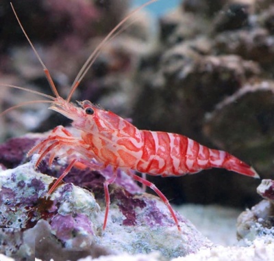 Camarão vermelho listrado em ambiente subaquático com corais e rochas