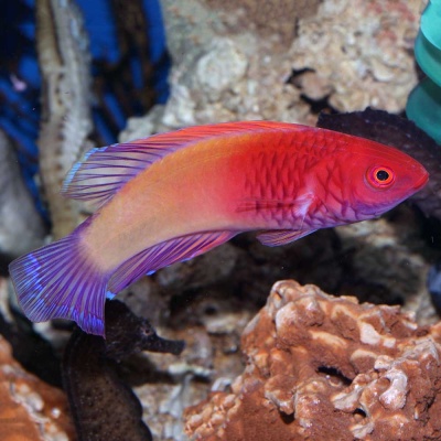 Peixe ornamental vermelho e laranja com nadadeiras roxas em aquário