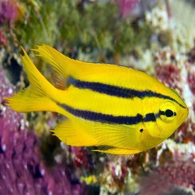 Peixe amarelo com faixas pretas nadando em ambiente subaquático