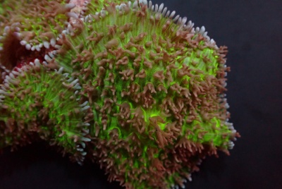 Coral marinho verde fluorescente com pontas castanhas e brancas