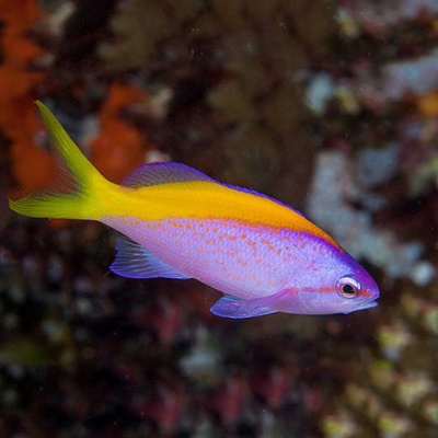 Peixe lilás com faixa amarela e cauda amarela em ambiente aquático