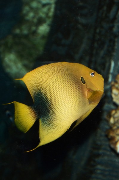 Peixe amarelo oval com nadadeiras amarelas e pretas em água escura