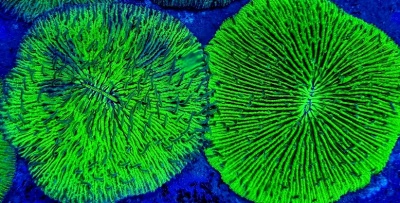 Colónias de coral verde fluorescente em fundo azul escuro