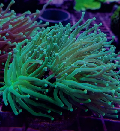 Anémonas verdes com tentáculos longos em aquário iluminado