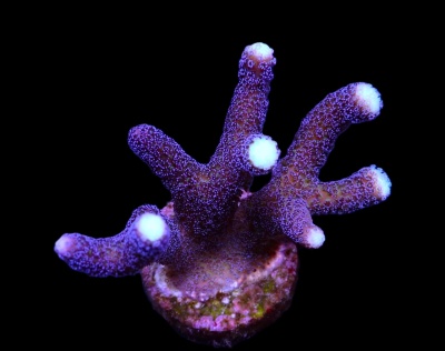 Coral artificial roxo com pontas brancas sobre fundo preto