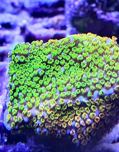 Coral com pólipos verdes e amarelos sobre base rochosa em ambiente subaquático azul