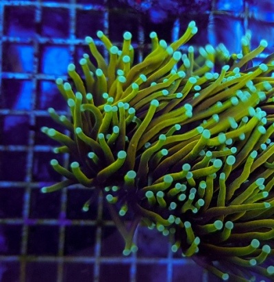 Coral verde com pontas claras em grelha azul-violeta