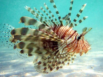 Peixe-leão vermelho e branco em água clara com fundo arenoso