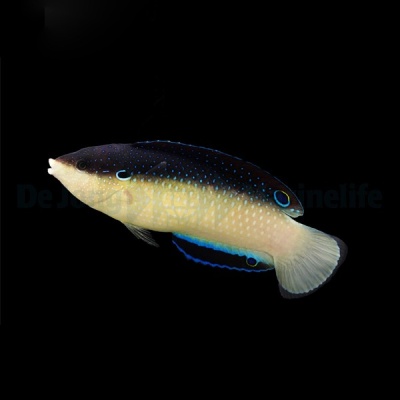 Peixe preto e bege com manchas azuis e cauda clara.