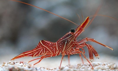 Camarão vermelho com padrões brancos e pretos e longas antenas