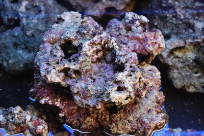 Rocha viva para aquário com textura irregular e tons roxos e beges debaixo de água