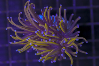 Coral marinho com tentáculos amarelos e roxos em iluminação azul