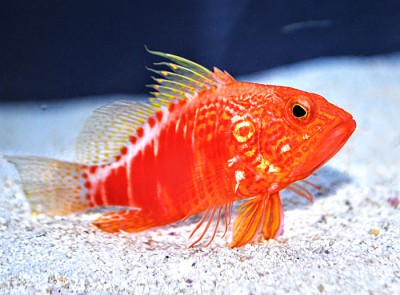 Peixe vermelho com listras brancas e barbatanas amarelas em fundo arenoso