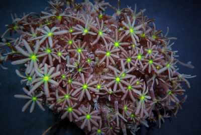 Colónia de coral marinho com pólipos rosa e pontas verdes fluorescentes