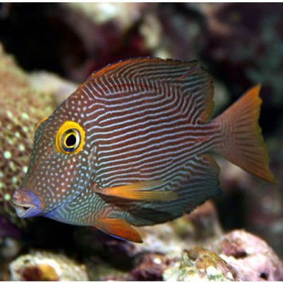 Peixe tropical listrado com olhos amarelos num ambiente marinho