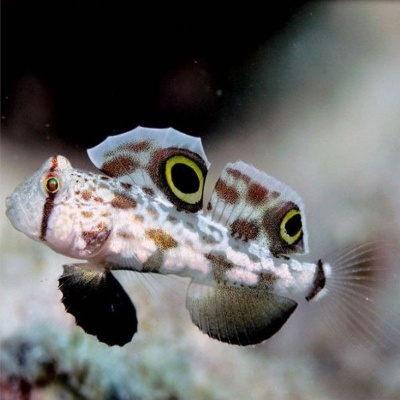 Peixe com manchas e nadadeiras translúcidas com grandes olhos falsos