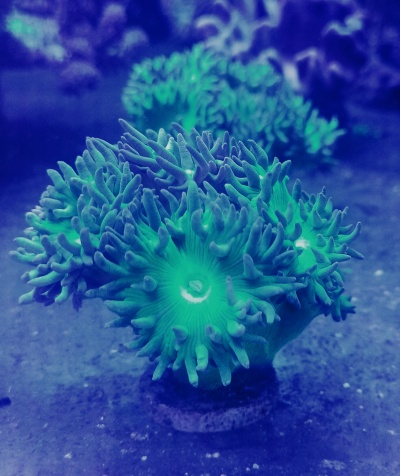 Coral verde com tentáculos num ambiente aquático