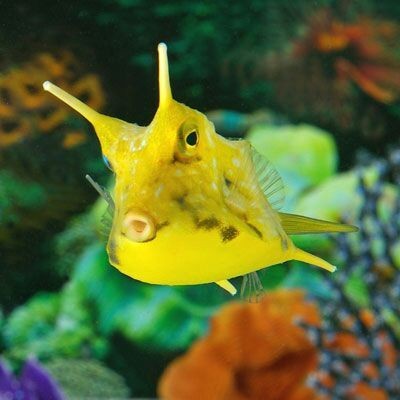 Peixe amarelo com protuberâncias na cabeça num ambiente aquático colorido
