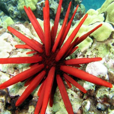 Estrela-do-mar vermelha com espinhos longos sobre coral subaquático