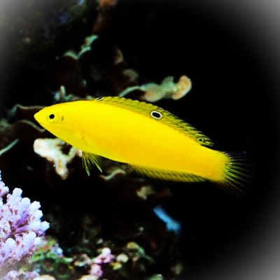 Peixe amarelo com mancha preta próximo à nadadeira dorsal, nadando em fundo de corais.