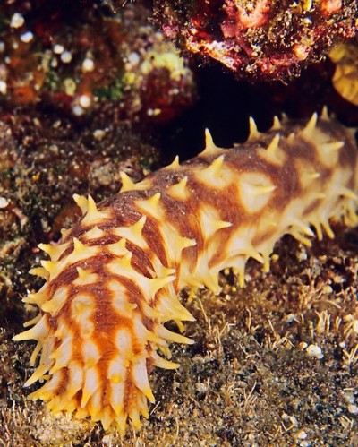 Pepino-do-mar castanho com espinhos amarelos sobre fundo arenoso.