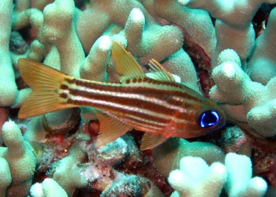 Peixe laranja com listras entre corais azulados e brancos
