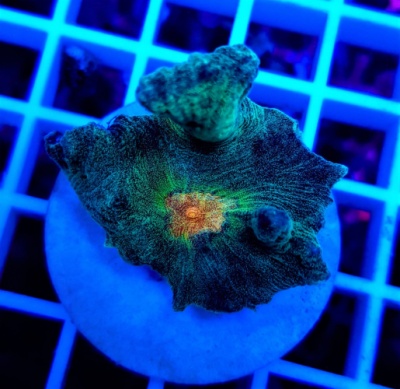 Coral marinho colorido sobre base branca numa grelha branca