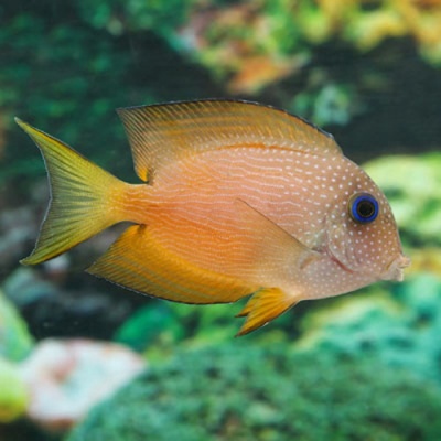 Peixe tropical laranja com manchas brancas e nadadeiras amarelas em ambiente aquático