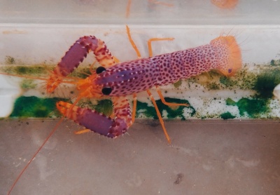 Lagosta ou camarão roxo e laranja num aquário de vidro