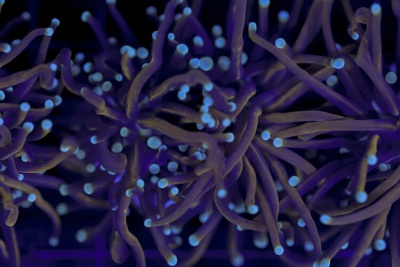 Close-up de tentáculos de anémonas marinhas roxas com pontas azul claro