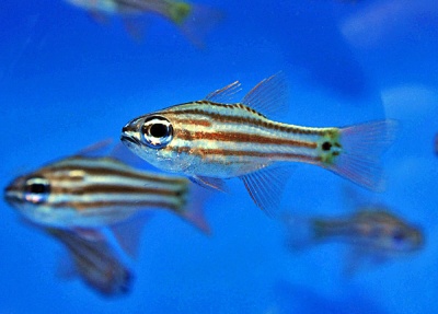 Peixes pequenos com riscas pretas e douradas em aquário azul