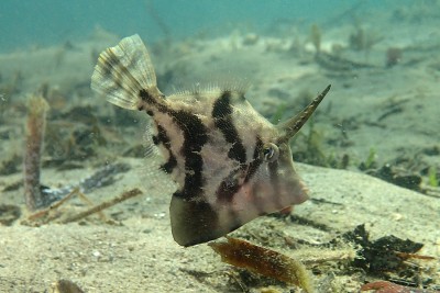 Peixe cinza e preto com espícula na cabeça no fundo submarino com areia e vegetação