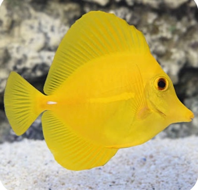 Peixe tropical amarelo vibrante com corpo achatado em aquário