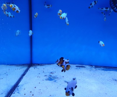 Aquário com peixes-palhaço e fundo azul