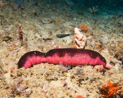 Pepino-do-mar rosa e preto sobre fundo arenoso com corais.