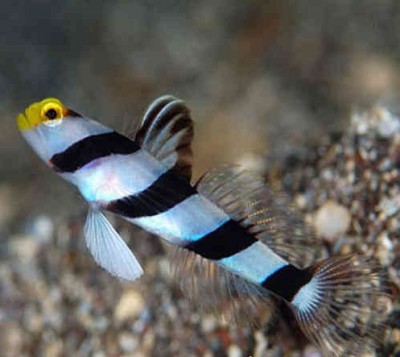 Peixe com corpo listrado em azul claro e preto com cabeça amarela em fundo arenoso