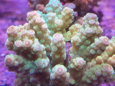 Coral marinho com ramos rosados e bege e pólipos destacados