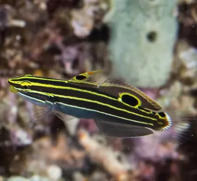 Peixe tropical com listras amarelas e pretas em fundo aquático