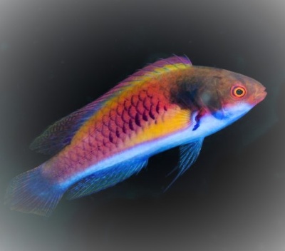 Peixe colorido em fundo escuro