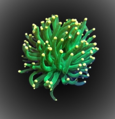 Coral verde com pontas amarelas em fundo preto