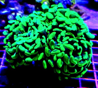 Coral marinho verde fluorescente sobre grelha metálica em ambiente aquático