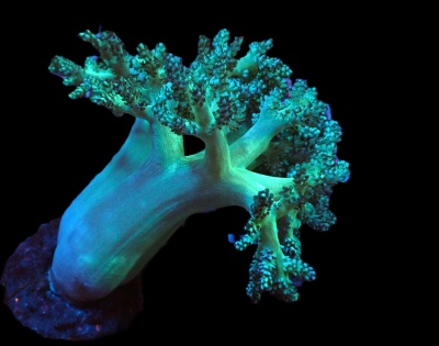 Coral verde fluorescente ramificado em fundo preto