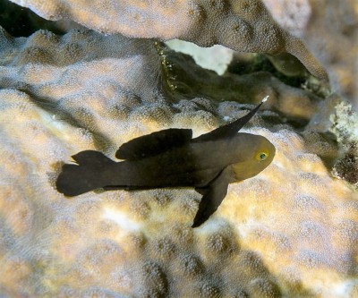 Peixe preto com cabeça amarela em fundo de coral bege